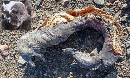 Mysterious creature ‘like a Lord of the Rings orc’ with two sets of jaws and no eyes is found washed up on Egyptian beach