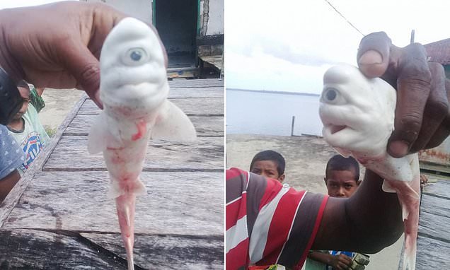 Cyclops baby albino shark shocks fishermen after they find it inside the gut of an adult