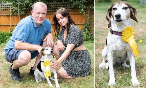 Best in show! Couple whose pet went missing were left stunned when she returned the next day with a ROSETTE from a rescue dog contest