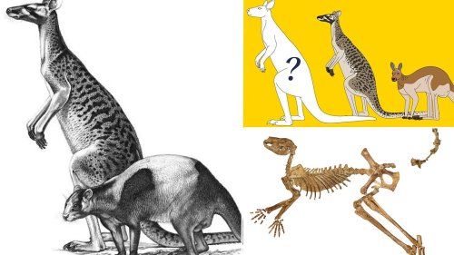 Giant kangaroo twice the size of a human roamed Australia 5 million years ago, study reveals