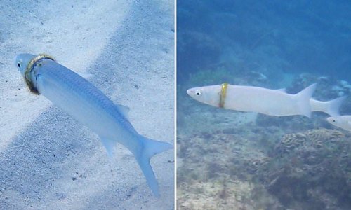 Husband who lost his wedding ring while holidaying on a remote island is surprised to learn a snorkeller spotted it around the body of a mullet fish months later - and now his wife is desperate to get it back