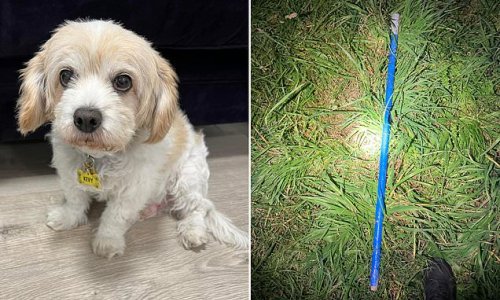 Horrific pitbull attack leaves beloved pet cavoodle called Kevy dead and his owner in hospital as police release eerie picture of the stick used in vain by an owner to try to stop his vicious animals