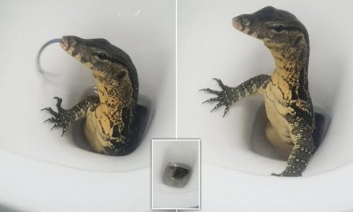 Shocked British tourist finds a huge monitor lizard in the toilet