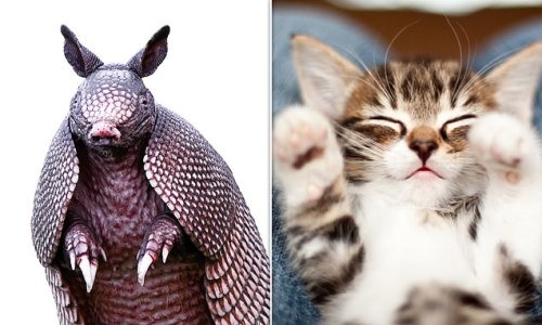 An armadillo makes a great pet – or failing that, lunch