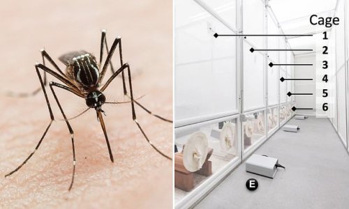 Malaria-transmitting mosquitos eradicated with genetic engineering