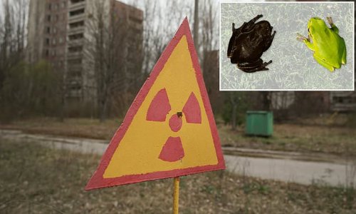 Chernobyl Is Spawning MUTANT Frogs: Bizarre Black Amphibians Are ...