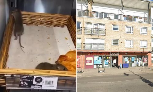 Rats filmed crawling over fresh croissants in Sainsbury's had infested store after climbing into ceiling above the bakery from damaged drain, report reveals
