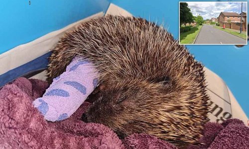 Pregnant hedgehog dies along with her three babies after being stoned and kicked in street by 'evil' gang of boys - as police appeal for witnesses