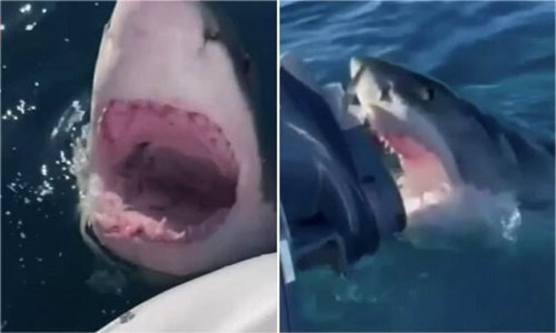 Terrifying Moment Massive Four-metre Great White Shark Attacks Family's ...