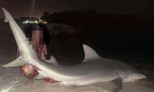 Astounding photo shows young fisherman posing with large bull shark caught and released near place where teen was fatally attacked