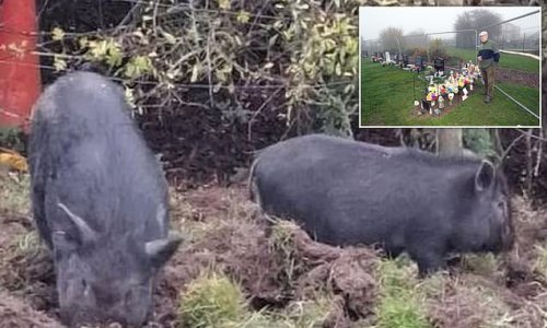 Utter swine! Family of four pot-bellied PIGS are on the run from police after vandalising a churchyard