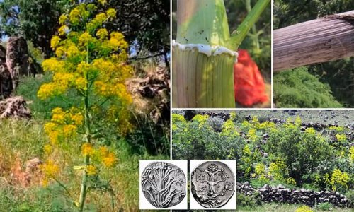 'Miracle plant' used by ancient Greeks, Romans and Egyptians as 'cure-all' remedy is rediscovered after scientists thought it was eaten into extinction 2,000 years ago