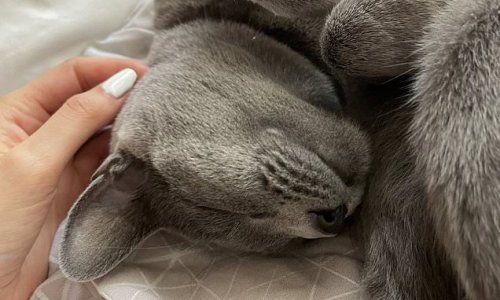 Have YOU been petting your kitty wrong all along? Expert reveals the best way to stroke your cat so they don't snap at you