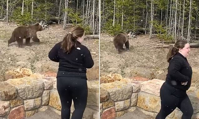 Yellowstone tourist, 25, is jailed for four days after getting within yards of grizzly bear