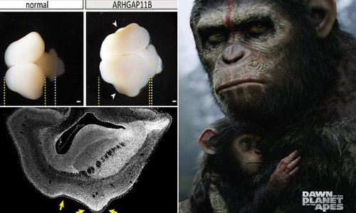 Human genes are inserted into MONKEY BRAINS causing them to expand in unnerving Planet of the Apes-style experiment