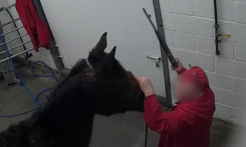 Shamed racehorse trainer's thoroughbreds are killed at abattoir