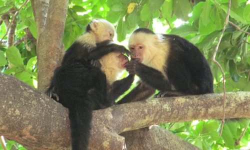 Girl power! Female monkeys with female friends live LONGER, study reveals