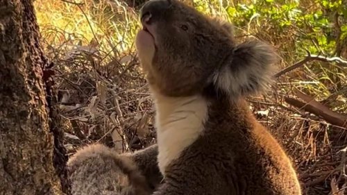 Heartbreaking moment koala howls as he mourns his mate and hugs her