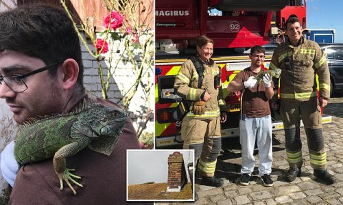 Ronnie the runaway iguana is rescued from pub roof by the fire brigade