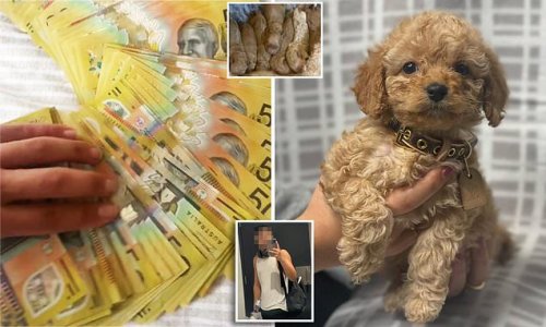 Backyard dog breeder reveals the HUGE profits he makes from selling Cavoodle pups online and shows off his flashy lifestyle - amid calls for the practice to be banned