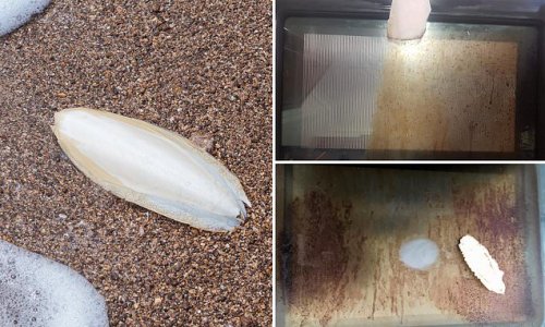 Cleaning expert shocks with the 'bizarre' tool she uses to clean the glass of her oven door: 'It won't scratch'