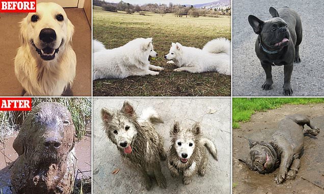 Mucky pups! Owners share photos of their dirty dogs COVERED in mud - including a lazy French bulldog who blends into the pavement