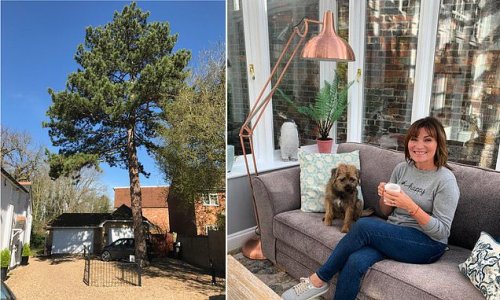 Lorraine Kelly is denied permission to cut down protected tree outside her £2million home after complaining of 'bird droppings and pine needles' - as neighbours slam 'whimsical and selfish' proposal