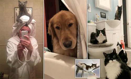 Excuse you! Pet owners share hilarious images of cats and dogs who won't give them any privacy in the bathroom