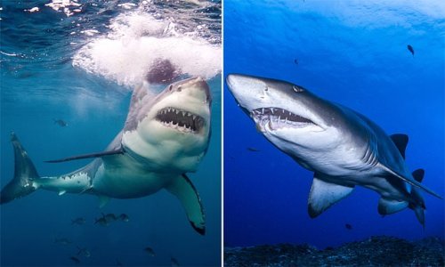 The sharks facing extinction in Australia