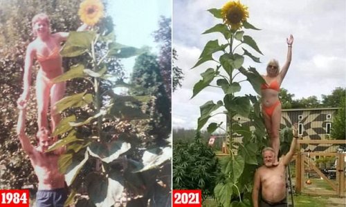 Love is still blooming! Couple, 61, recreate a sweet snap 40 years on from when they first met - posing alongside a 12ft sunflower