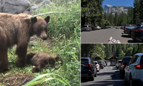Heartbreaking photo of mama bear standing over dead cub at Yosemite