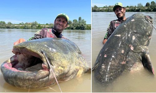 The purr-fect catfish! World record 9ft 4¼in fish is caught in Italian river after the 'monster' put up a 43-minute struggle
