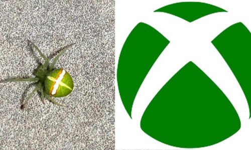 Stunning 'Xbox' spider is spotted in Australia as its 'incredibly rare' double markings and glowing green body send experts wild
