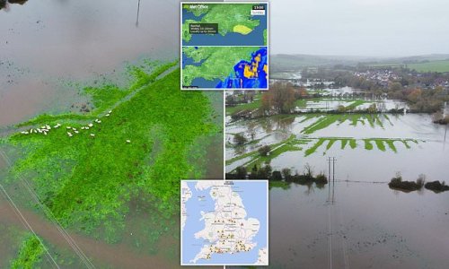 More baa-d weather! Nearly 60 flood alerts are issued in England along with yellow weather heavy rain warning for the southeast - as sheep are seen stranded on raised ground after river burst its banks