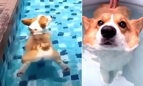 Corgis really DO have a bubble butt! Science explains why the lovable dog's fluffy rear floats on water