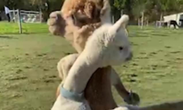 I want my mom! Adorable moment baby alpaca runs over and hugs its mother
