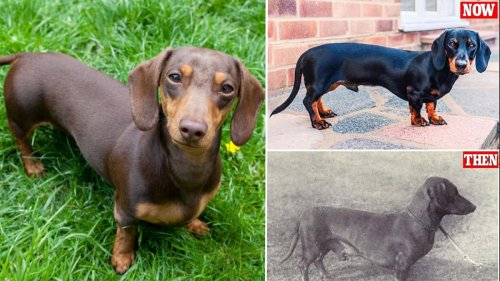 Sausage dogs are here to stay! Germany denies it's planning to ban dachshunds