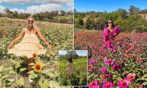 See inside the spectacular flower farm with seas of sunflowers