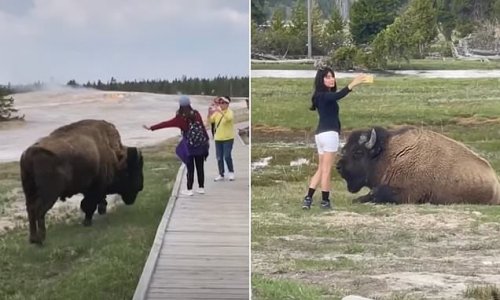 Reckless Yellowstone tourists are almost gored after touching bison for selfies - ignoring warnings and park rangers advice