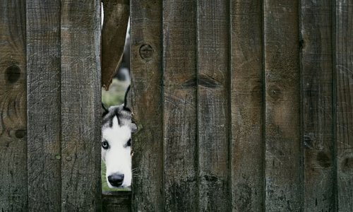 My neighbour's dog keeps jumping up our fence and it's going to knock it down: Can we make them pay for the damage?
