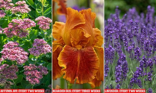 Fearing a hose-pipe ban? The flowers to plant that won't wilt in summer heatwaves because they barely need watering