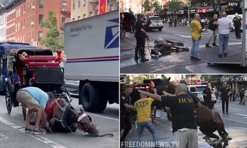 Exhausted carriage horse collapses during Midtown Manhattan rush hour as its driver shouts 'get up, get up!' before police arrive to douse the creature in water and give him an adrenalin shot