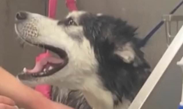 Why are you doing this to me? Husky lets out ear-splitting howls of protest as dog groomer gives him a bath