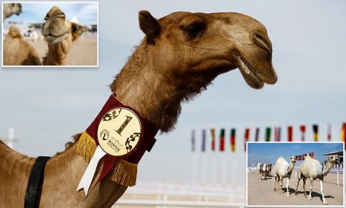 Forget the football...Qatar is also hosting the 'camel BEAUTY World Cup'! Long-legged beauties strut their stuff to be named the most attractive