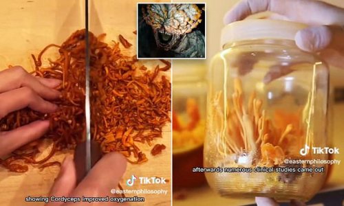 Are YOU brave enough to eat the 'zombie fungus' from The Last of Us? Chinese medicine expert reveals how cordyceps have been used as a health supplement for CENTURIES - to boost immunity, help with anti-aging, and burn fat