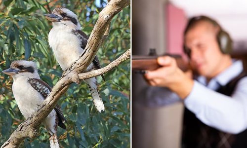 Farmer shoots dead 350 kookaburras after they 'invaded' his rural property - but that's not the reason he was fined $5,000