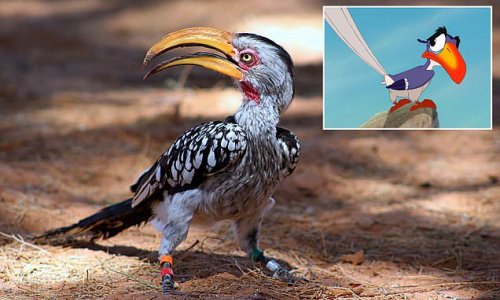 Zazu is on the brink! Southern yellow-billed hornbill that shot to fame in The Lion King is being wiped out by climate change, study warns