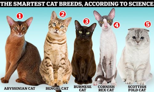 How does YOUR cat stack up? Experts reveal the most intelligent breeds
