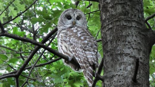 US government plans to unleash 'hunters' to KILL half a million owls in three US states to save its...