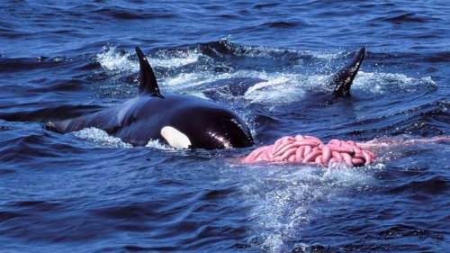 California killer whales' violent hunting techniques like tail slapping and headbutting are revealed...